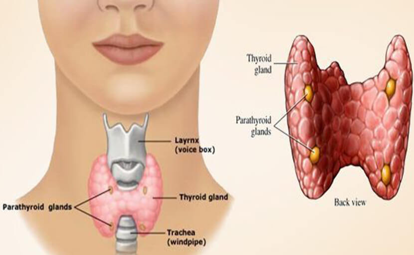 থাইরয়েড গ্ল্যান্ড সুস্থ রাখতে ৬টি উপায়!
