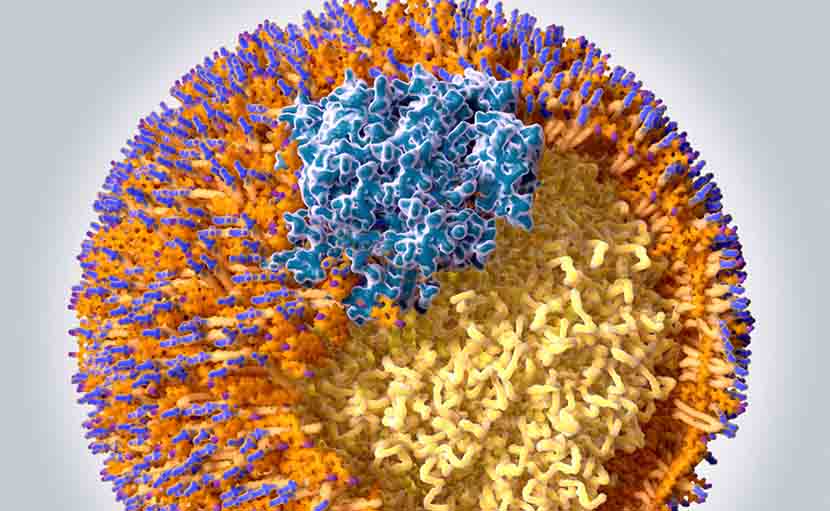 রক্তে ৩ ধরনের কোলেস্টেরল বৃদ্ধির কারণ, ঝুঁকি ও নিয়ন্ত্রণ নিয়ে জানেন?