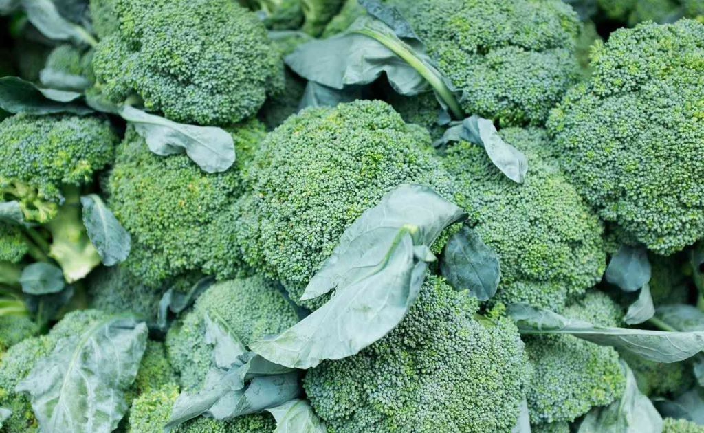 ব্রোকলি খেলে যে ১০টি অসাধারণ স্বাস্থ্য উপকারিতা আপনি পাবেন